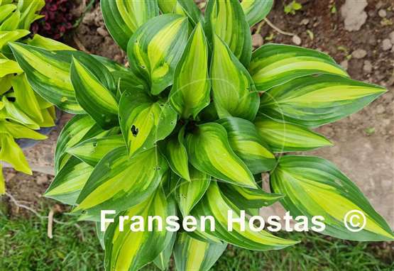 Hosta Lakeside Little Tuft